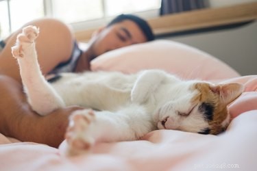 20 Pets That Believe It s Time to Get Out and Explore