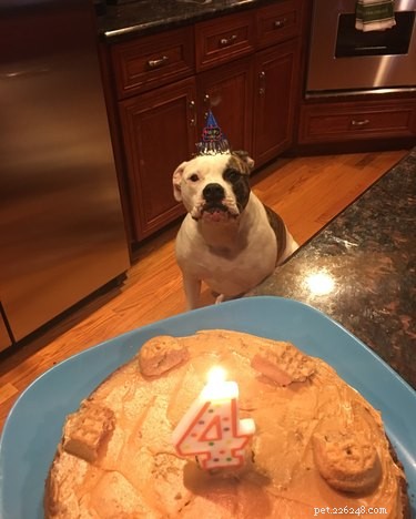 20 Pets That Believe It s Time to Get Out and Explore