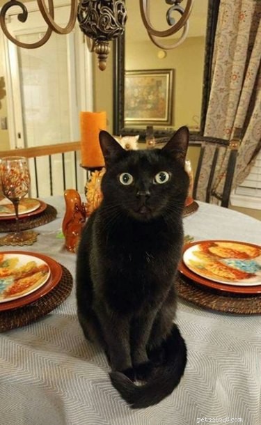 20 Pets That Believe It s Time to Get Out and Explore