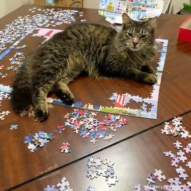 20 Pets That Believe It s Time to Get Out and Explore