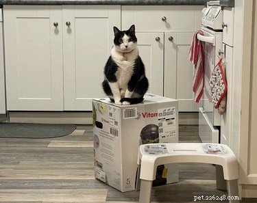 20 Pets That Believe It s Time to Get Out and Explore