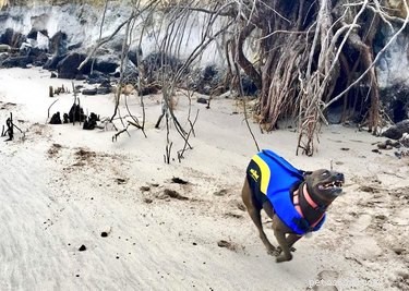 Pets Reenvisioned as Wildlife Documentaries: A Viral Trend That Will Make You Smile
