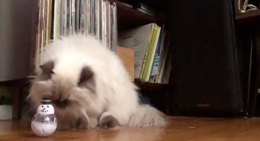 Pets Reenvisioned as Wildlife Documentaries: A Viral Trend That Will Make You Smile
