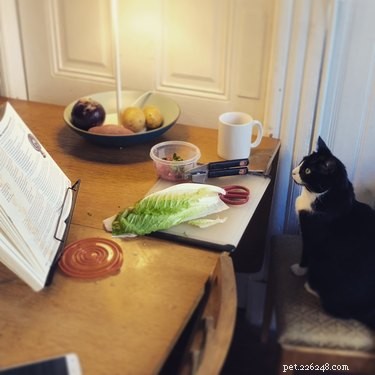 Pets Reenvisioned as Wildlife Documentaries: A Viral Trend That Will Make You Smile