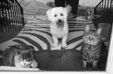 Pets Reenvisioned as Wildlife Documentaries: A Viral Trend That Will Make You Smile