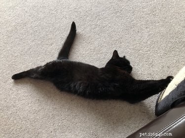 Pets Reenvisioned as Wildlife Documentaries: A Viral Trend That Will Make You Smile