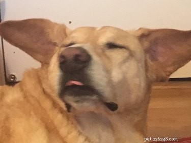Pets Reenvisioned as Wildlife Documentaries: A Viral Trend That Will Make You Smile