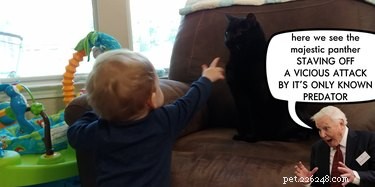Pets Reenvisioned as Wildlife Documentaries: A Viral Trend That Will Make You Smile