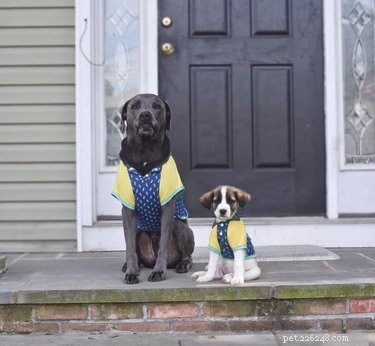 18 Trending Pet Names That Made Social Media Buzz This Month
