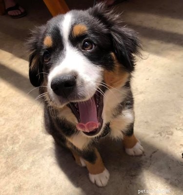 18 Trending Pet Names That Made Social Media Buzz This Month