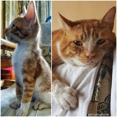 18 Trending Pet Names That Made Social Media Buzz This Month