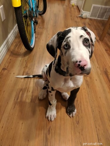18 Trending Pet Names That Made Social Media Buzz This Month