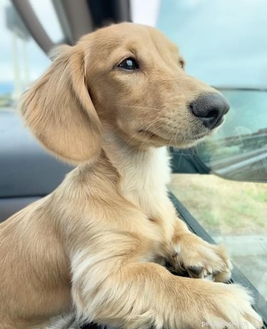 18 Trending Pet Names That Made Social Media Buzz This Month