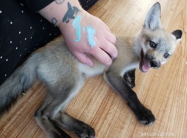 18 Trending Pet Names That Made Social Media Buzz This Month