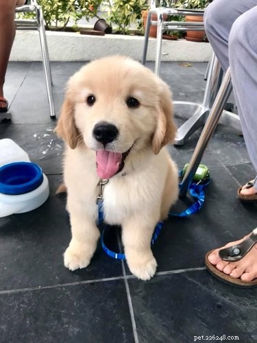 18 Trending Pet Names That Made Social Media Buzz This Month