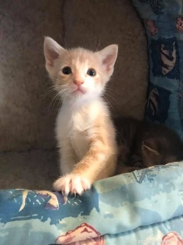 18 Trending Pet Names That Made Social Media Buzz This Month