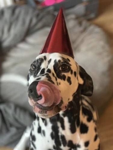 18 Trending Pet Names That Made Social Media Buzz This Month
