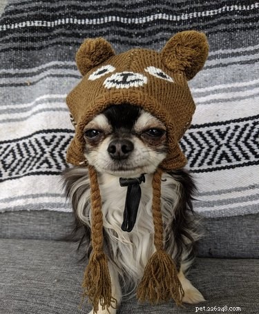 18 Trending Pet Names That Made Social Media Buzz This Month