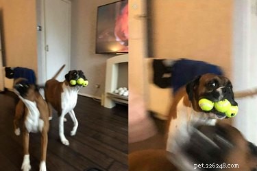 18 Trending Pet Names That Made Social Media Buzz This Month