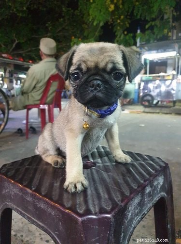 18 Trending Pet Names That Made Social Media Buzz This Month