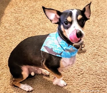 18 Trending Pet Names That Made Social Media Buzz This Month