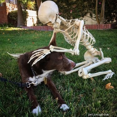 17 Pets Who Seem Stuck in a Horror Film