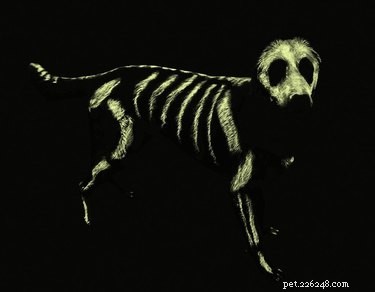 17 Pets Who Seem Stuck in a Horror Film