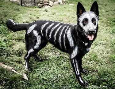 17 Pets Who Seem Stuck in a Horror Film