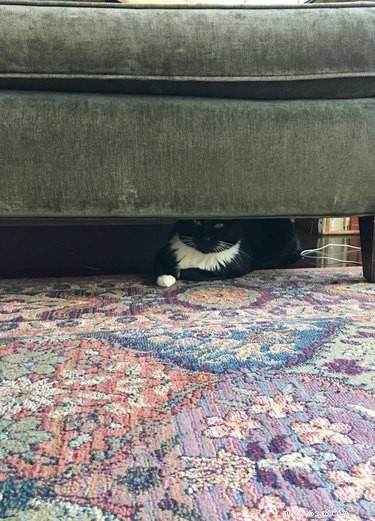 17 Pets Who Seem Stuck in a Horror Film