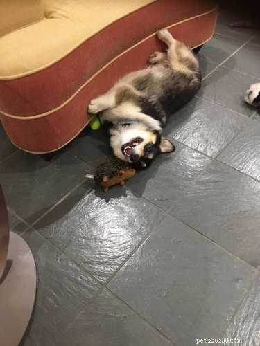 17 Pets Who Seem Stuck in a Horror Film