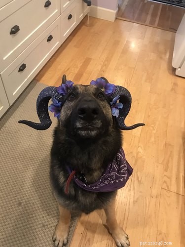 17 Pets Who Seem Stuck in a Horror Film