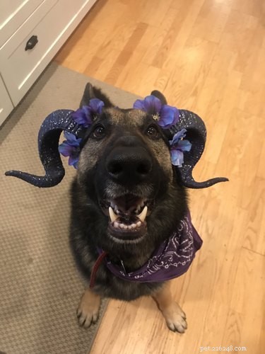 17 Pets Who Seem Stuck in a Horror Film