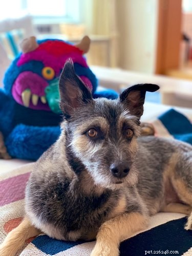 17 Pets Who Seem Stuck in a Horror Film