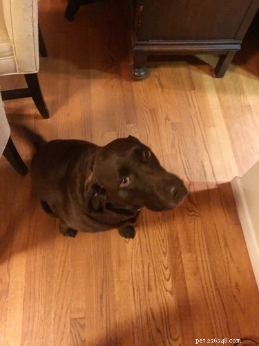 17 Pets Who Seem Stuck in a Horror Film