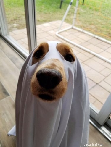 17 Pets Who Seem Stuck in a Horror Film