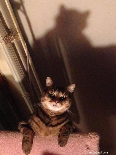 17 Pets Who Seem Stuck in a Horror Film