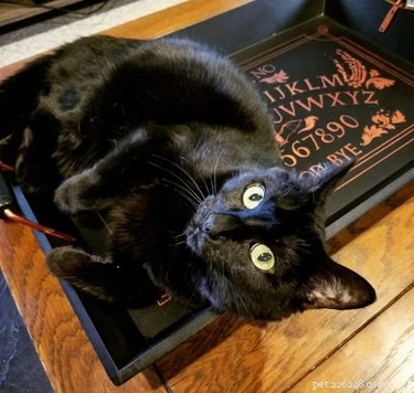 17 Pets Who Seem Stuck in a Horror Film