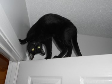 17 Pets Who Seem Stuck in a Horror Film