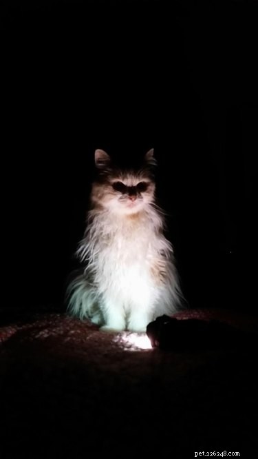 17 Pets Who Seem Stuck in a Horror Film