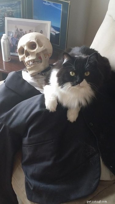 17 Pets Who Seem Stuck in a Horror Film
