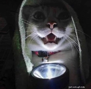 17 Pets Who Seem Stuck in a Horror Film