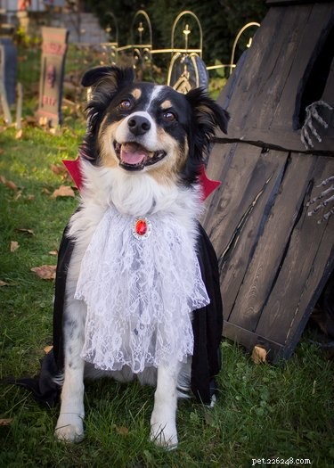 17 Pets Who Seem Stuck in a Horror Film