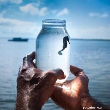 Discover Hawaii s Ocean Rider Seahorse Farm: Meet Rare Seahorses Up Close