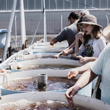 Discover Hawaii s Ocean Rider Seahorse Farm: Meet Rare Seahorses Up Close