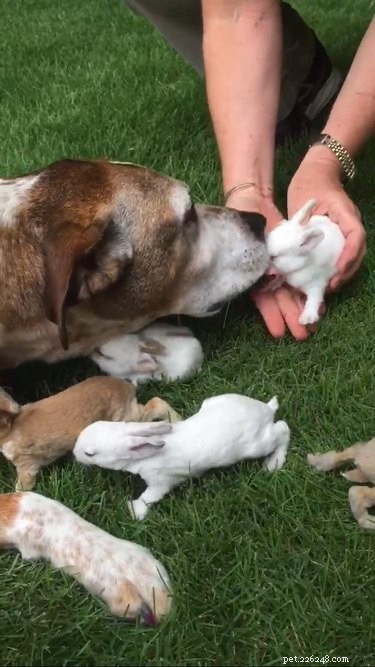 17 Heartwarming Stories of Animals Raising Their Adopted Babies