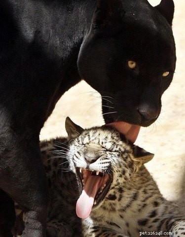 17 Heartwarming Stories of Animals Raising Their Adopted Babies