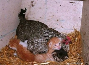 17 Heartwarming Stories of Animals Raising Their Adopted Babies