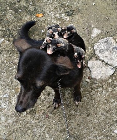 17 Heartwarming Stories of Animals Raising Their Adopted Babies