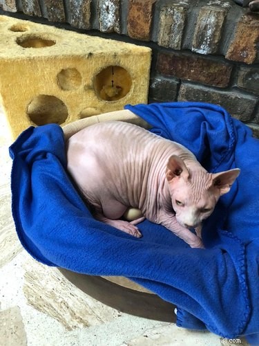 17 Heartwarming Stories of Animals Raising Their Adopted Babies