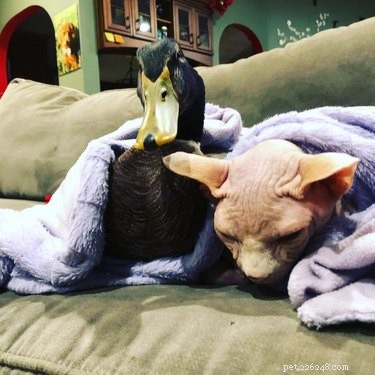 17 Heartwarming Stories of Animals Raising Their Adopted Babies